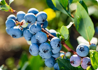 BLUEBERRY