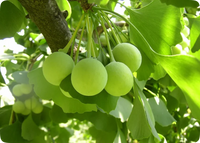 Ginkgo Biloba