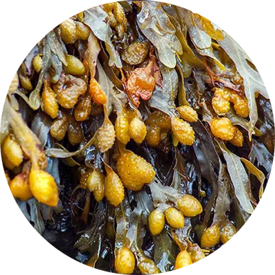 Bladderwrack