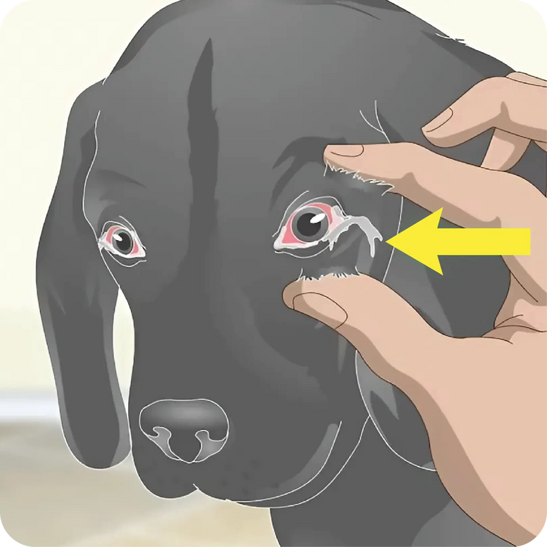 Dog with watery, runny eyes